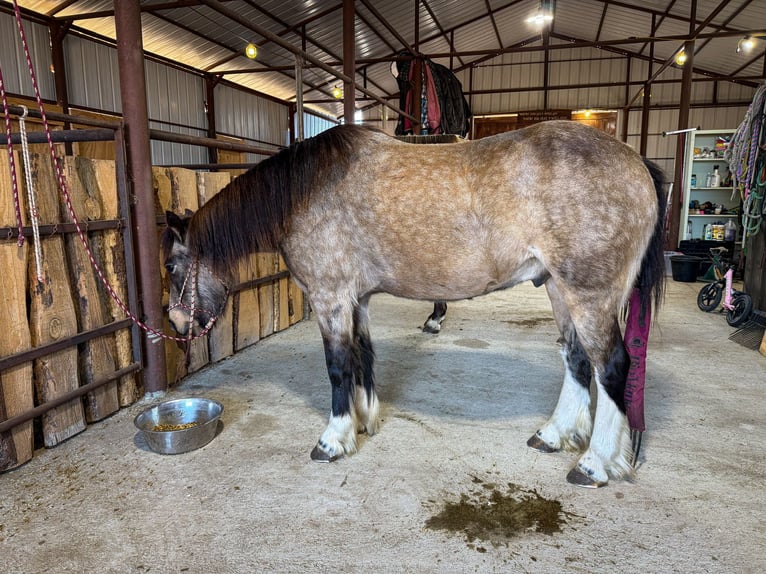 Tinker Croisé Hongre 3 Ans 137 cm Buckskin in Thedford