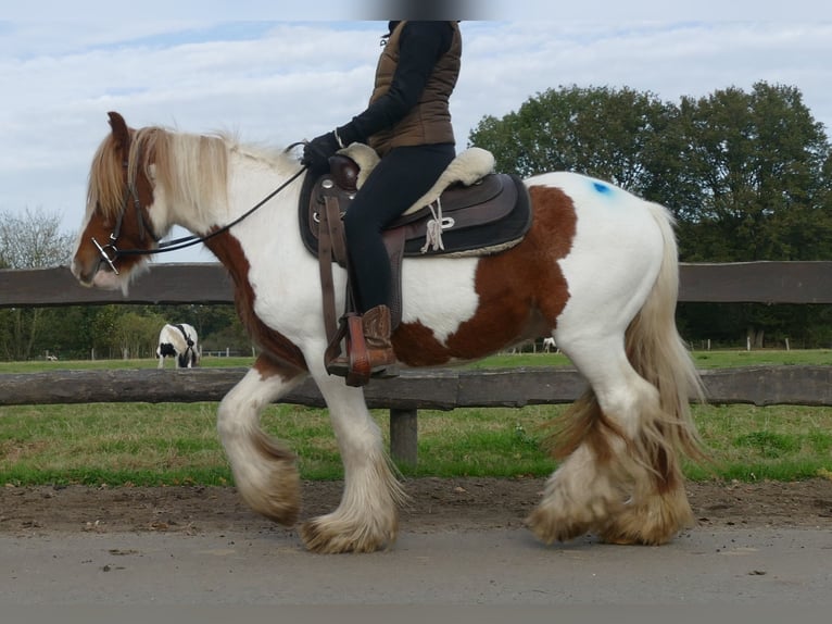 Tinker Hongre 3 Ans 138 cm Pinto in Lathen