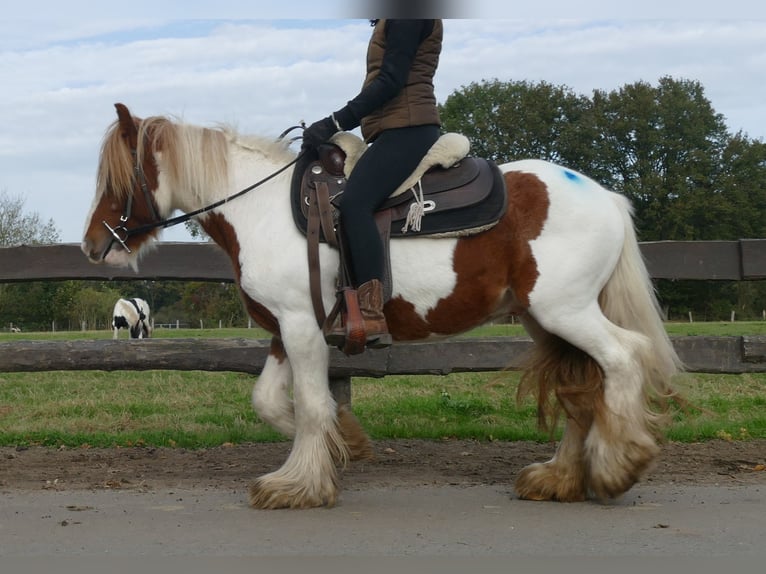 Tinker Hongre 3 Ans 138 cm Pinto in Lathen