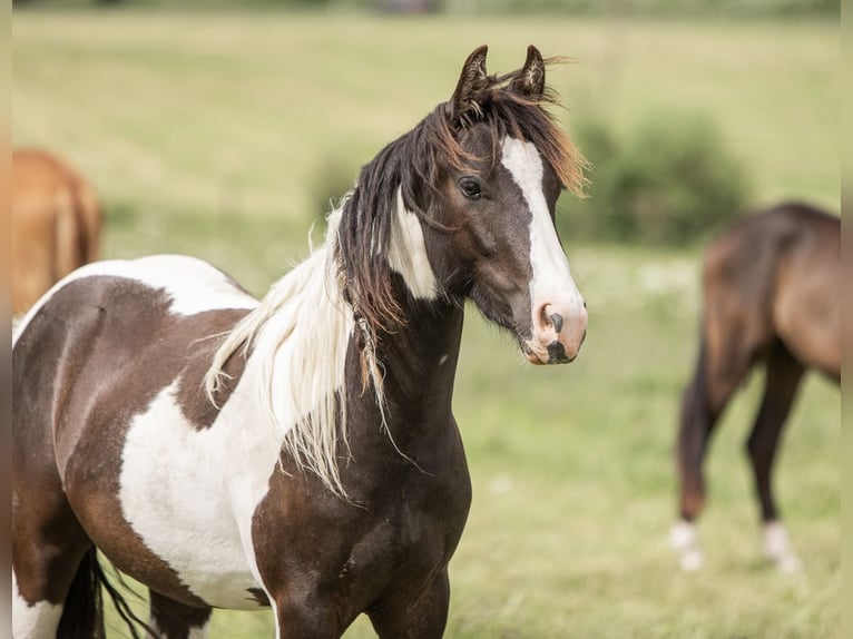 Tinker Croisé Hongre 3 Ans 140 cm Pinto in Wiesbaum