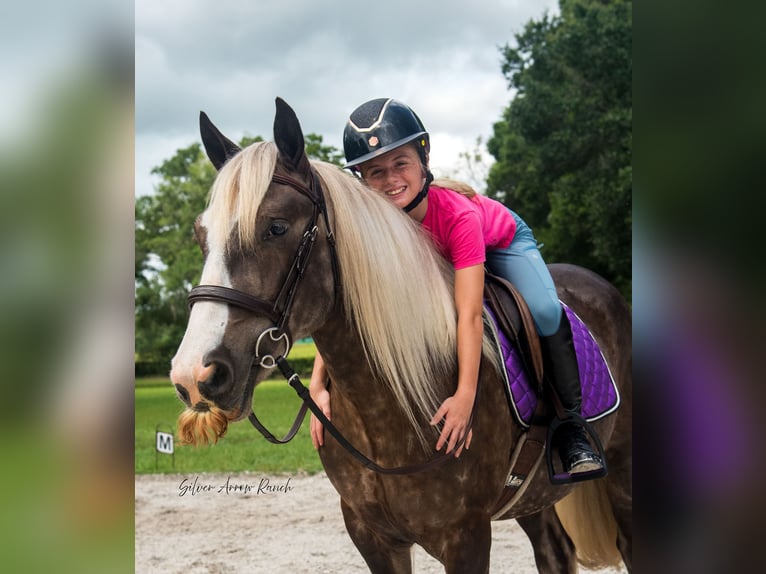 Tinker Hongre 3 Ans 140 cm in Morriston, FL