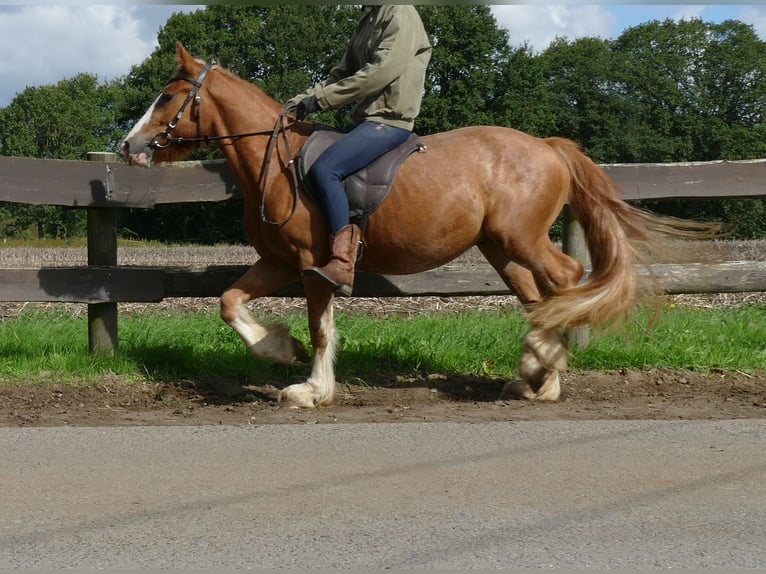 Tinker Hongre 3 Ans 141 cm Alezan in Lathen