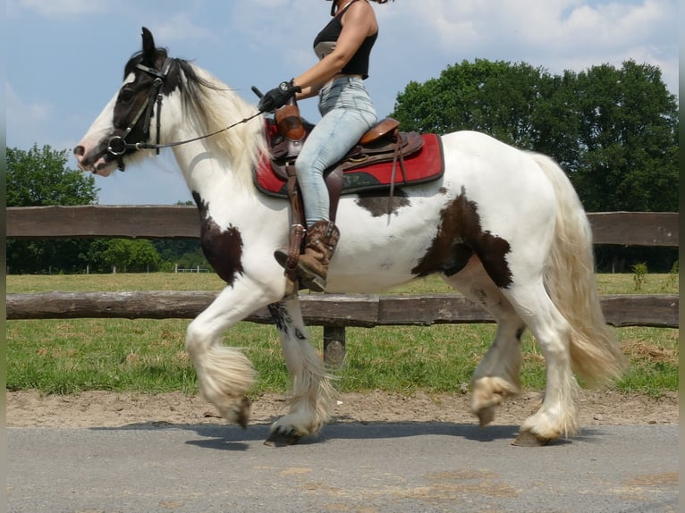 Tinker Hongre 3 Ans 141 cm Pinto in Lathen