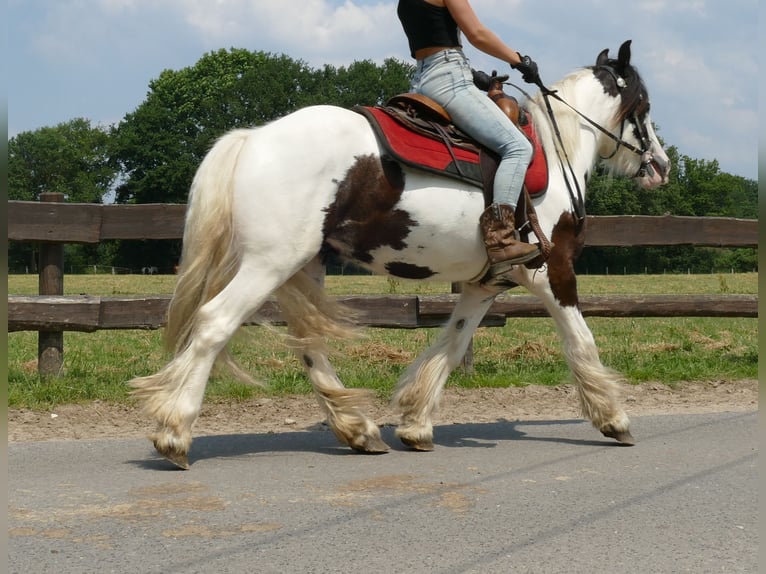 Tinker Hongre 3 Ans 141 cm Pinto in Lathen