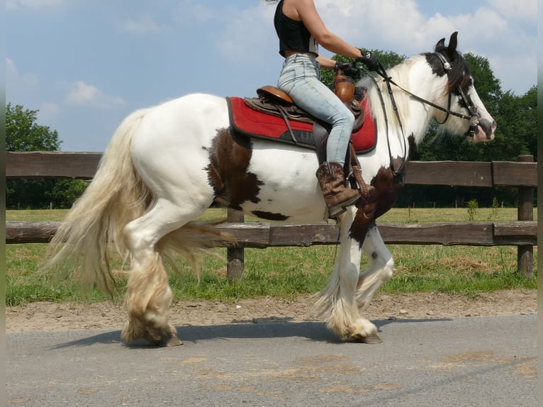 Tinker Hongre 3 Ans 141 cm Pinto in Lathen