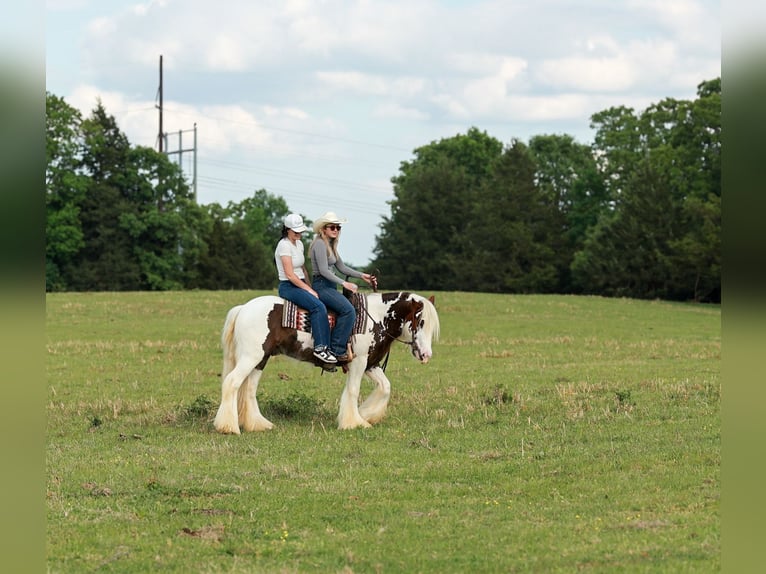 Tinker Hongre 3 Ans 142 cm Tobiano-toutes couleurs in Quitman, AR