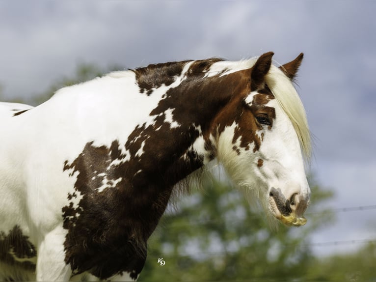 Tinker Hongre 3 Ans 142 cm Tobiano-toutes couleurs in Quitman, AR