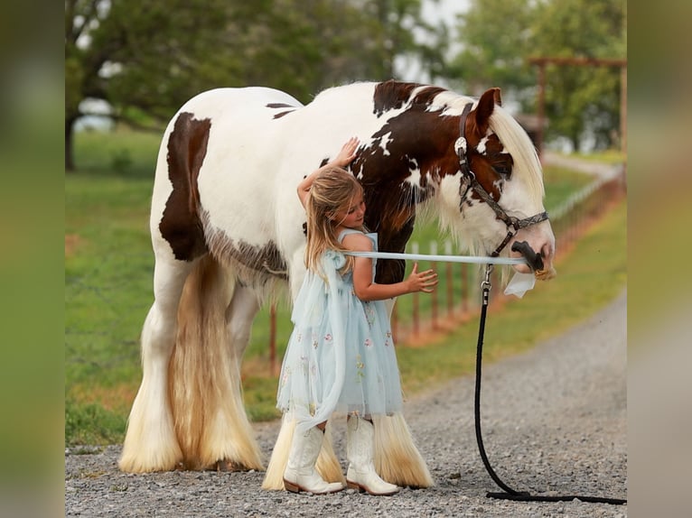Tinker Hongre 3 Ans 142 cm Tobiano-toutes couleurs in Quitman, AR
