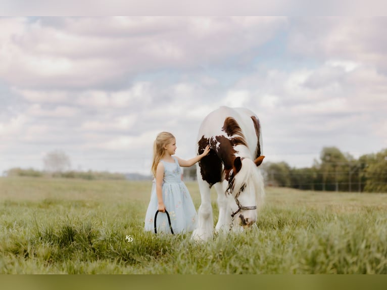 Tinker Hongre 3 Ans 142 cm Tobiano-toutes couleurs in Quitman, AR