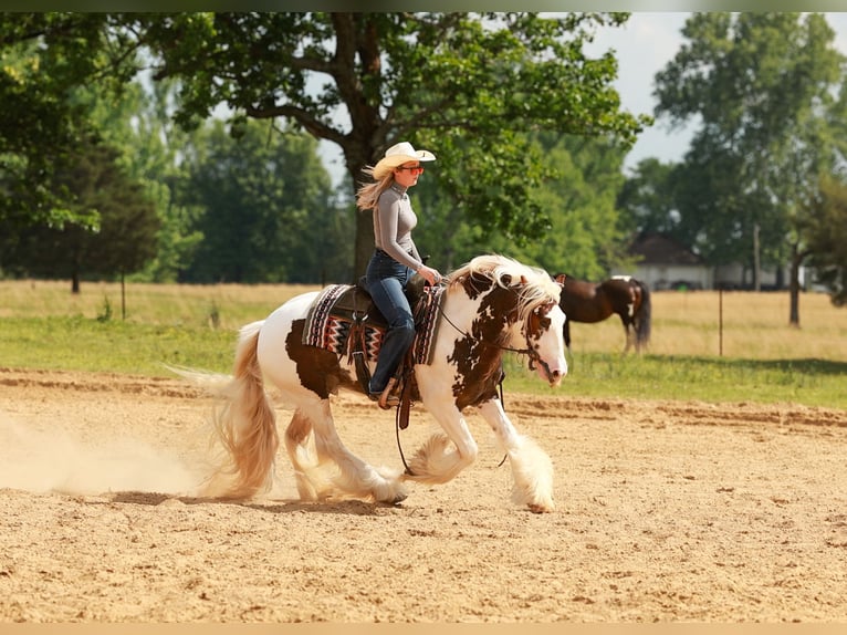 Tinker Hongre 3 Ans 142 cm Tobiano-toutes couleurs in Quitman, AR