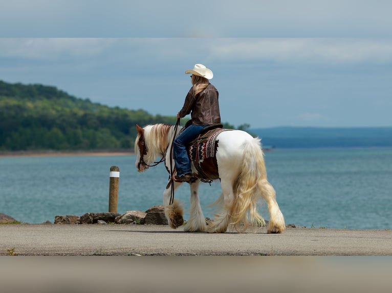 Tinker Hongre 3 Ans 142 cm Tobiano-toutes couleurs in Quitman, AR