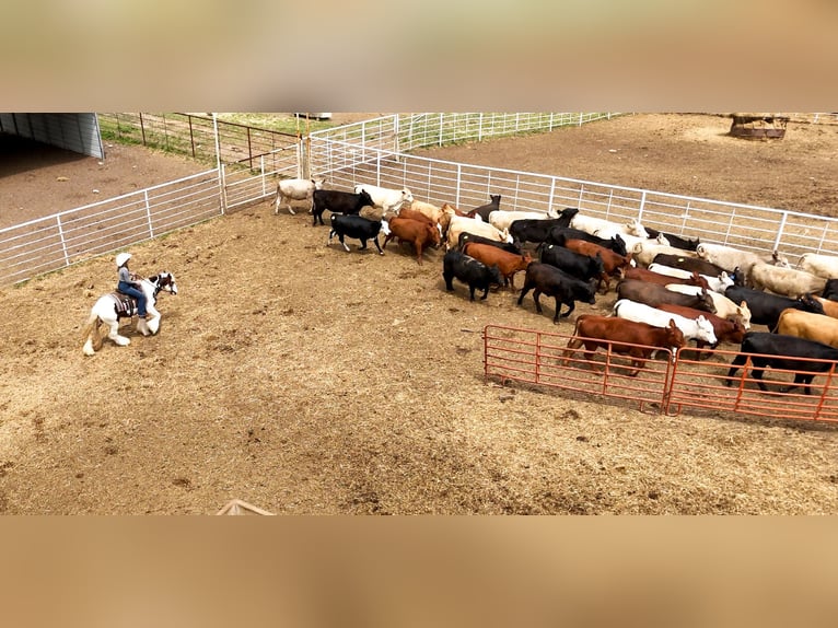 Tinker Hongre 3 Ans 142 cm Tobiano-toutes couleurs in Quitman, AR