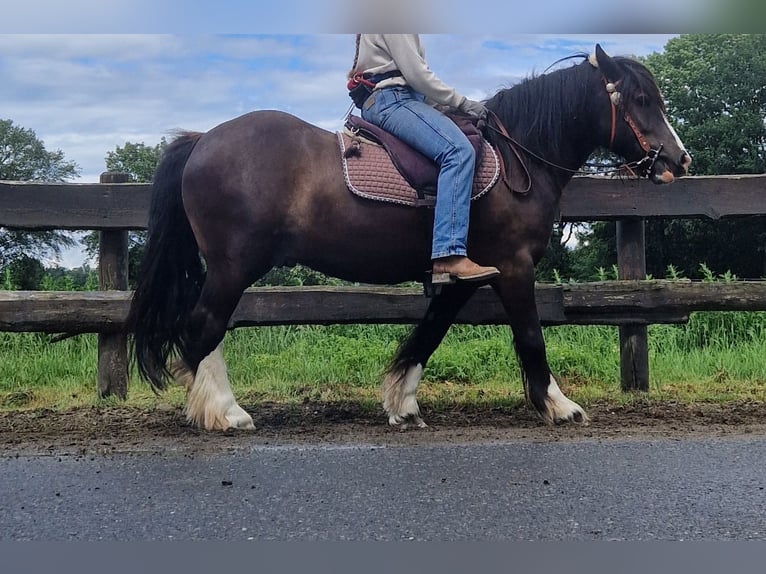 Tinker Hongre 3 Ans 143 cm Noir in Lathen