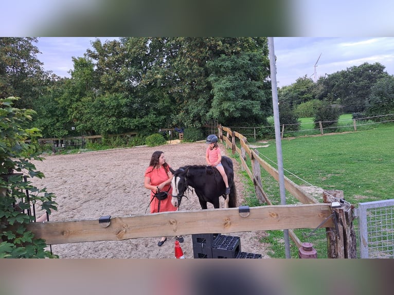 Tinker Hongre 3 Ans 145 cm Pinto in Ahrensb&#xF6;k