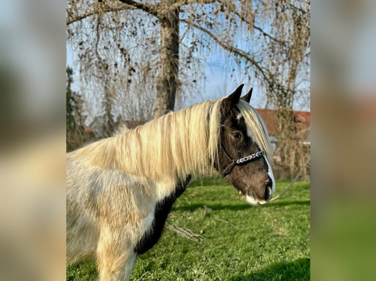 Tinker Hongre 3 Ans 145 cm Pinto in Achstetten