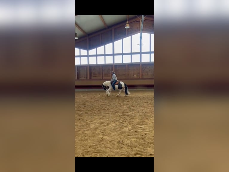 Tinker Hongre 3 Ans 145 cm Pinto in Achstetten