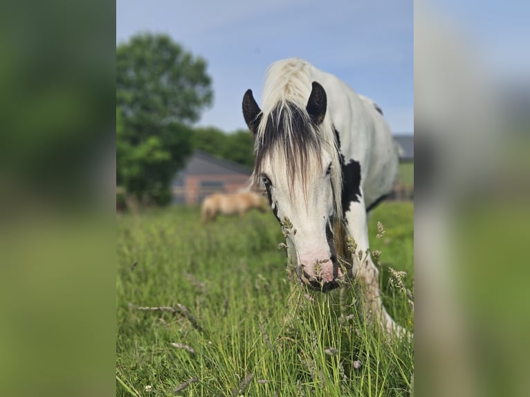 Tinker Hongre 3 Ans 146 cm Pinto in Montfoort