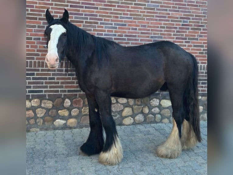 Tinker Hongre 3 Ans 147 cm Noir in Lathen