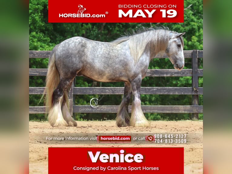 Tinker Hongre 3 Ans 150 cm Gris in Clover, SC