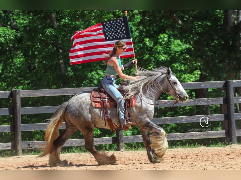 Tinker Hongre 3 Ans 150 cm Gris in Clover, SC