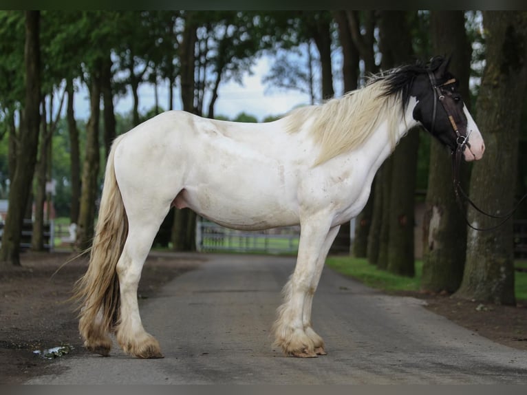 Tinker Hongre 3 Ans 151 cm Pinto in Lathen