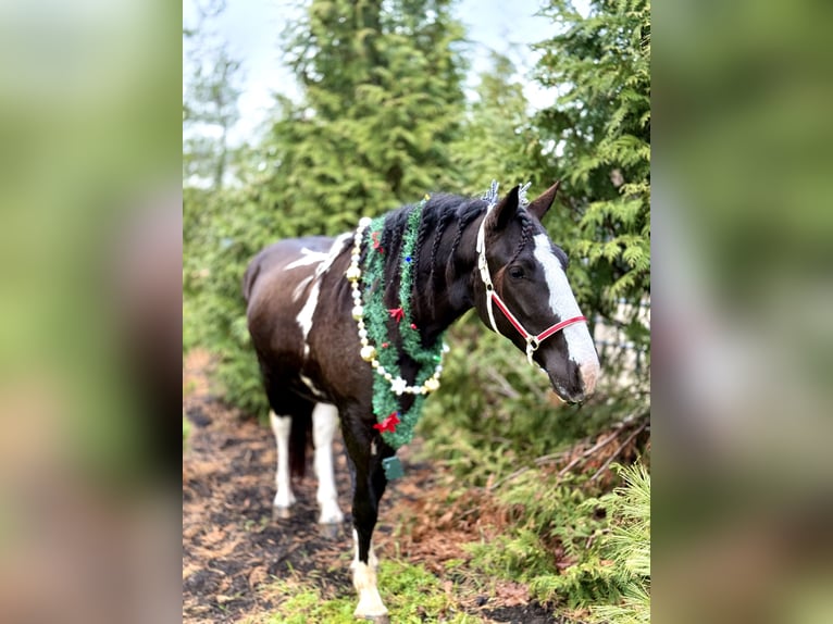 Tinker Croisé Hongre 3 Ans 152 cm Pinto in Gap