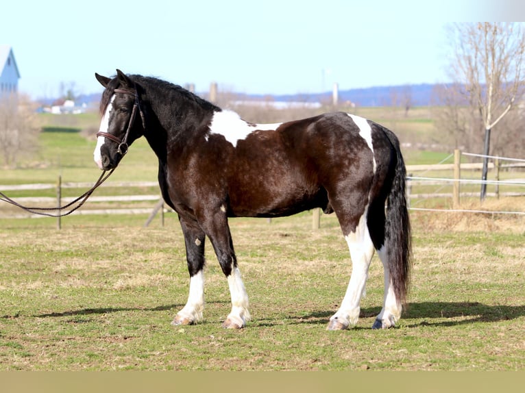 Tinker Croisé Hongre 3 Ans 152 cm Pinto in Gap