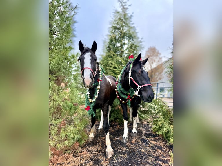 Tinker Croisé Hongre 3 Ans 152 cm Pinto in Gap