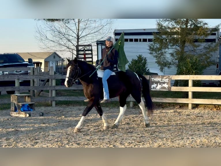 Tinker Croisé Hongre 3 Ans 152 cm Pinto in Gap