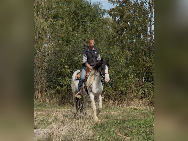 Tinker Croisé Hongre 3 Ans 155 cm Pinto in Achstetten
