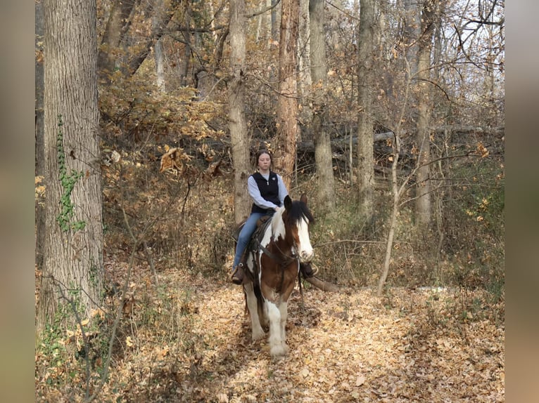 Tinker Croisé Hongre 3 Ans 160 cm Pinto in Auburn