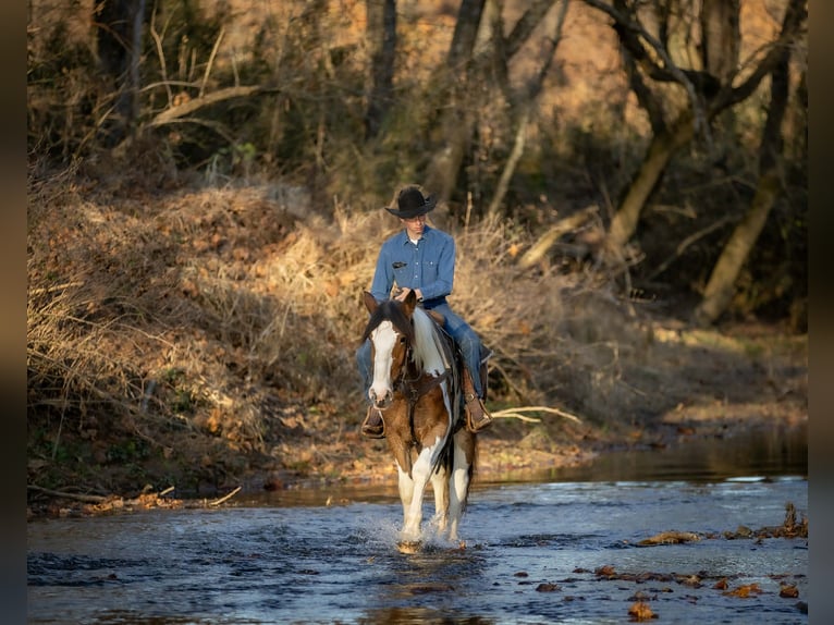 Tinker Croisé Hongre 3 Ans 160 cm Pinto in Auburn
