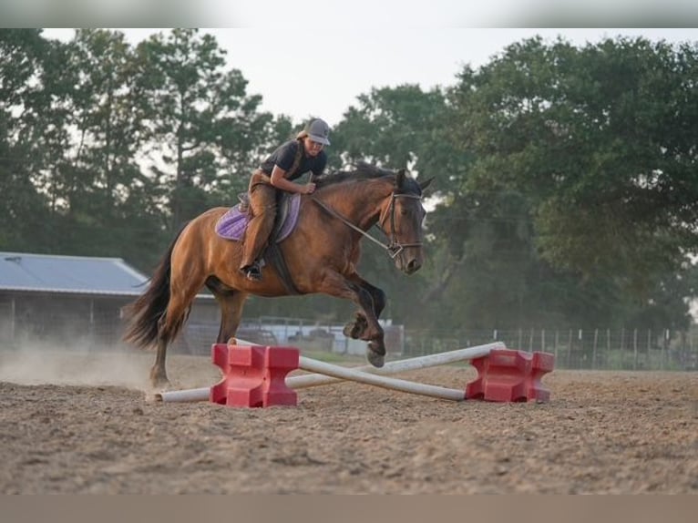 Tinker Croisé Hongre 3 Ans Bai cerise in Bloomburg