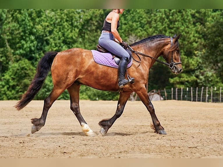 Tinker Croisé Hongre 3 Ans Bai cerise in Bloomburg