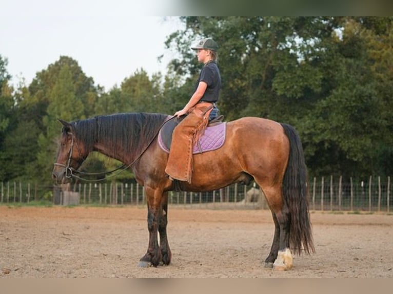 Tinker Croisé Hongre 3 Ans Bai cerise in Bloomburg