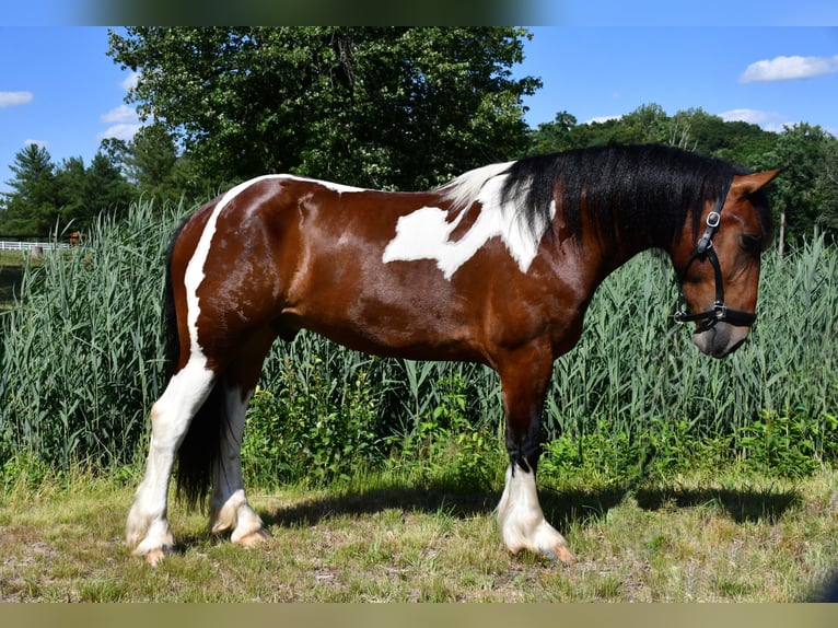 Tinker Croisé Hongre 3 Ans Pinto in Allentown