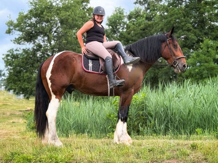 Tinker Croisé Hongre 3 Ans Pinto in Allentown