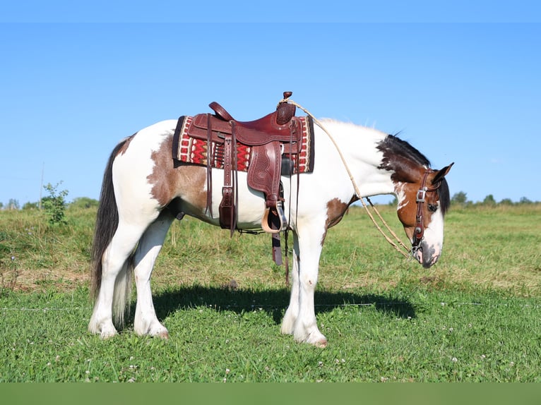 Tinker Croisé Hongre 3 Ans Pinto in Waterloo