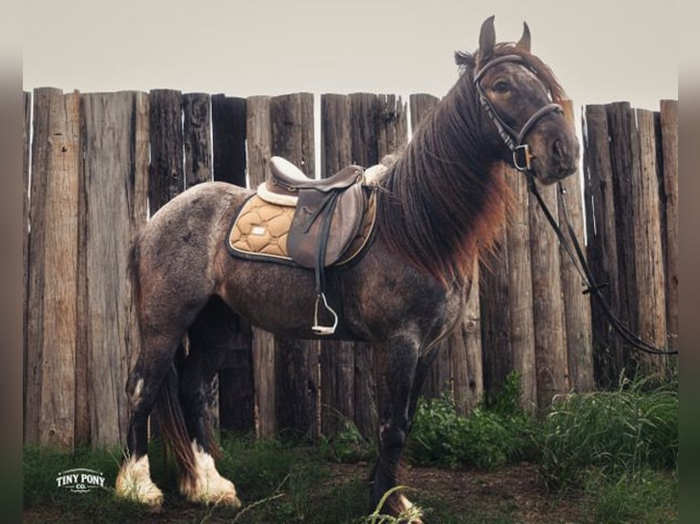 Tinker Croisé Hongre 3 Ans Rouan Bleu in Jacksboro