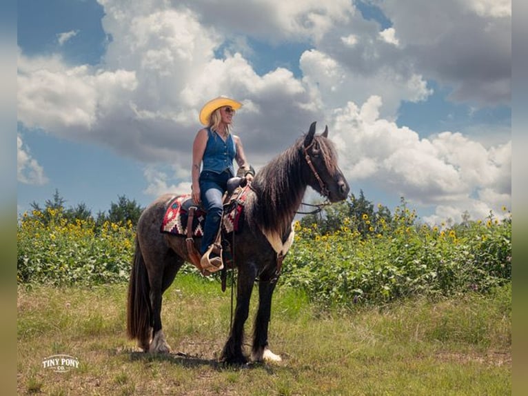 Tinker Croisé Hongre 3 Ans Rouan Bleu in Jacksboro