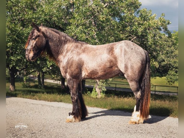 Tinker Croisé Hongre 3 Ans Rouan Bleu in Jacksboro