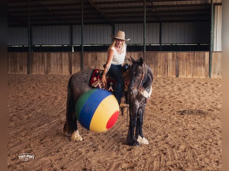 Tinker Croisé Hongre 3 Ans Rouan Bleu in Jacksboro