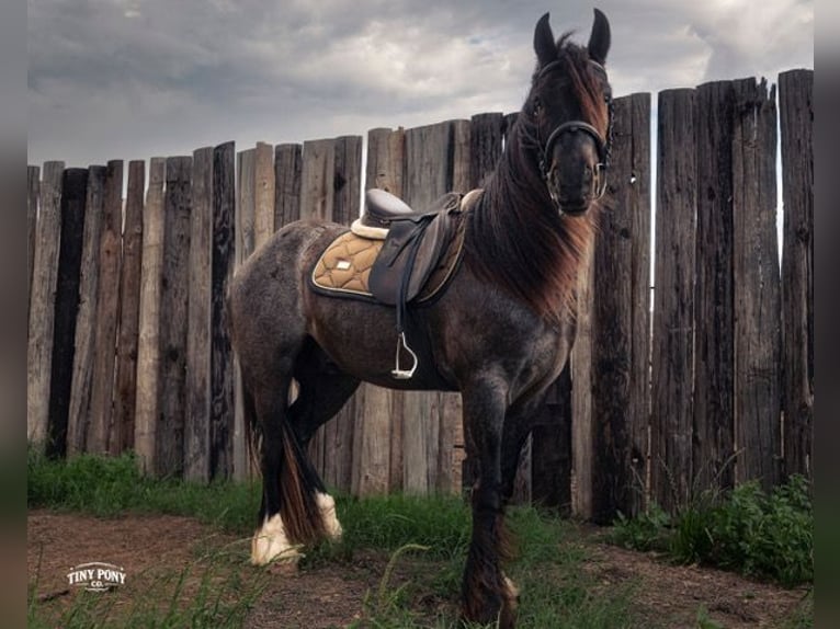 Tinker Croisé Hongre 3 Ans Rouan Bleu in Jacksboro