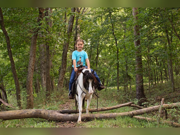 Tinker Croisé Hongre 4 Ans 102 cm Pinto in Sedalia