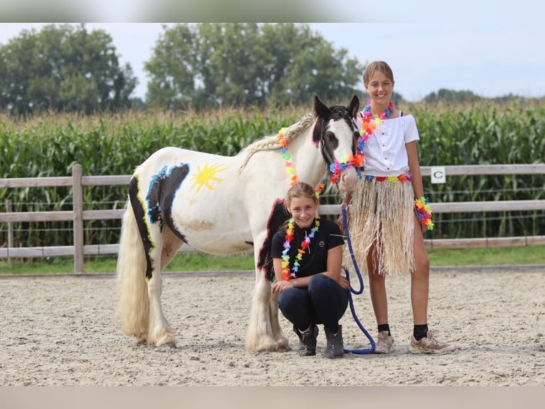 Tinker Hongre 4 Ans 120 cm Pinto in Bogaarden