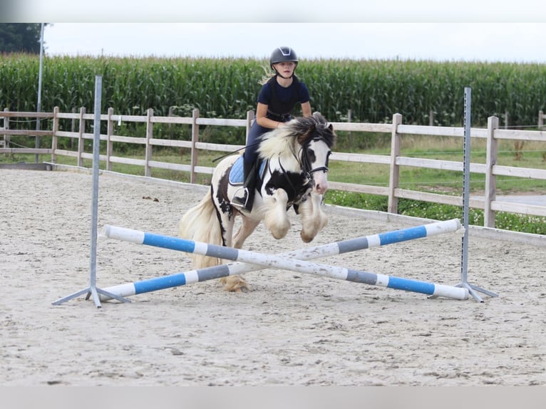 Tinker Hongre 4 Ans 120 cm Pinto in Bogaarden