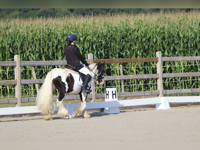 Tinker Hongre 4 Ans 120 cm Pinto in Bogaarden