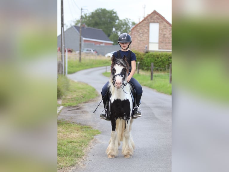 Tinker Hongre 4 Ans 120 cm Pinto in Bogaarden