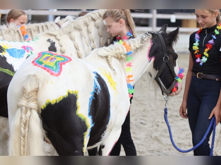 Tinker Hongre 4 Ans 120 cm Pinto in Bogaarden