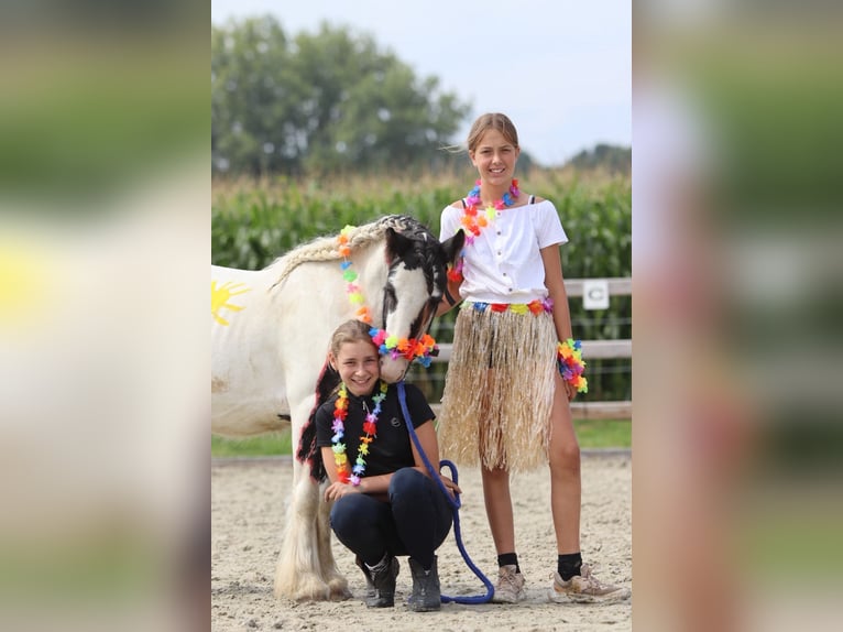 Tinker Hongre 4 Ans 120 cm Pinto in Bogaarden